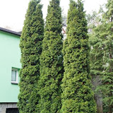 Thuja occidentalis columna