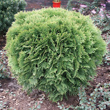 Thuja occidentalis danica