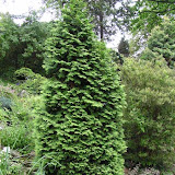 Thuja occidentalis wareana aurea