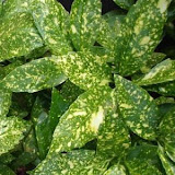 Aucuba japonica Variegata