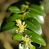 Buxus sempervirens