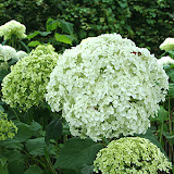 Hydrangea arborescens