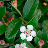 Cotoneaster dammeri