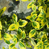 Euonymus fortunei Esmerald Gold