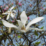 Magnolia kobus