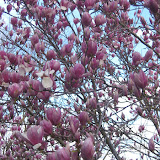 Magnolia soulangeana Alexandrina