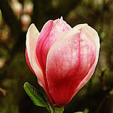 Magnolia soulangeana Rustica Rubra