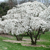 Magnolia stellata