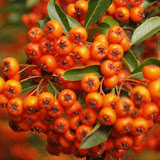 Pyracantha coccinea Orange Glow