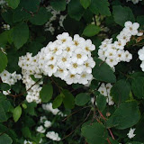 Spiraea vanhouttei