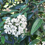 Viburnum x Pragense