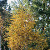 Betula alba Pendula