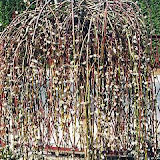 Salix caprea Kilmarnock