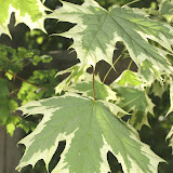 Acer platanoides