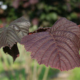Corylus maxima Purpurea