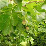 Platanus acerifolia