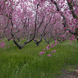 Patuljasta breskva Californian small peach