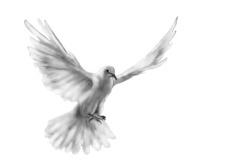 dove Holy Spirit dove Holy Spirit