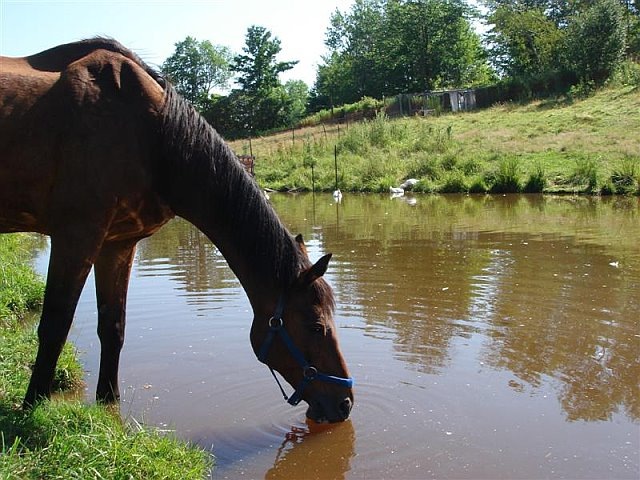 [horse-drinking-water-from-pond[8].jpg]