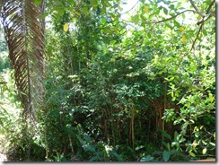 P1000109