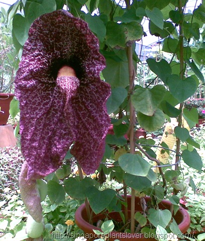 [Aristolochia3[8].jpg]