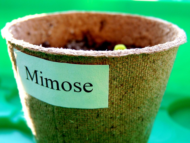 [Mimose[3].jpg]
