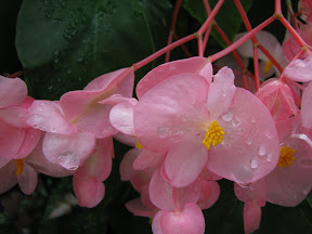 Angel Wing Begonia