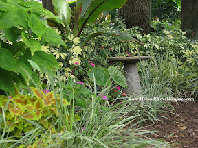 Tropical Pathway