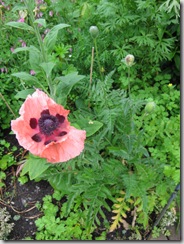 IMG_7815 IMG_7815