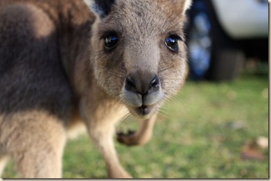 cute kangaroo