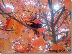 redleaves