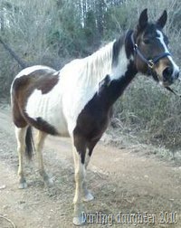[horse[12].jpg]