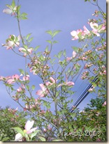 March 2009 031