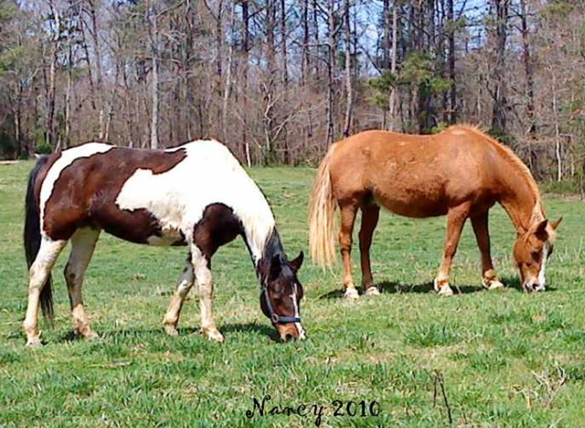[horses[5].jpg]
