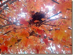 October 2009 047
