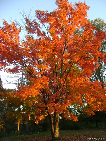 [November20090074.jpg]