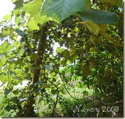 August 2009 036