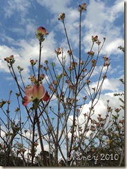 April 2010 074
