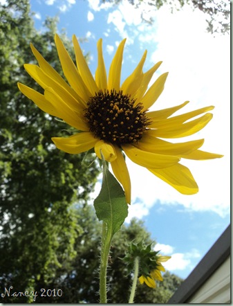 August 2010 003