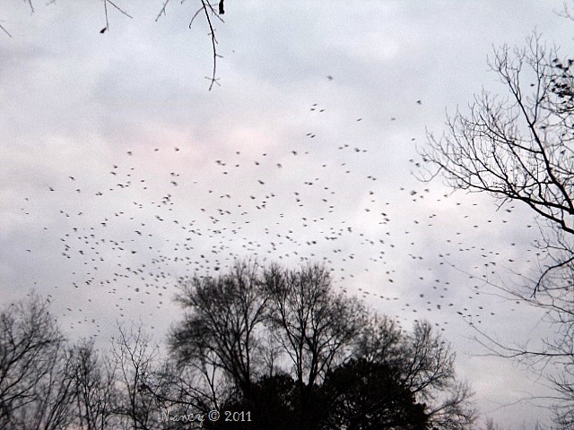 [chasing birds[15].jpg]