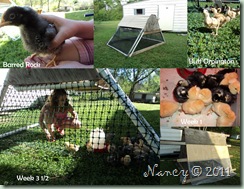 Chick collage