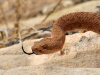 Rattlesnake