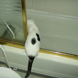 Mew Mew loves to watch water run.