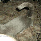 He has a tail what's like a raccoon.