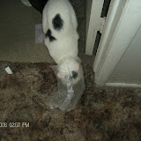 Ha ha!  Mew Mew put her head in a waffle bag and couldn't get it out.