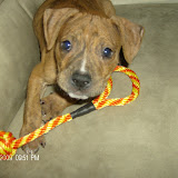 Our new pit bull, Bruno.  8 weeks