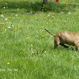 Bruno in the front yard of The Hovel.