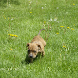 Bruno after a ginormous poo.