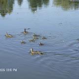Ducks at Sugarhouse Park.  It was Bruno's first visit.