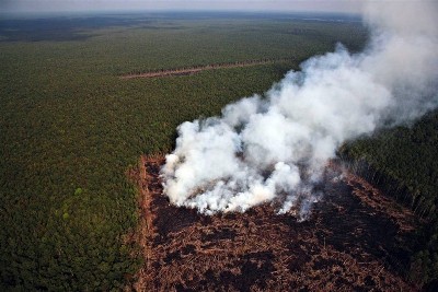 forest destruction